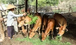 Đồng bào Mông ở Nghệ An thoát nghèo trên vùng đất khó