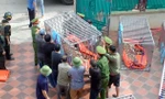 Vụ 9 con hổ còn sống sau giải cứu: Sẽ bàn giao cho 2 tỉnh đủ điều kiện chăm sóc