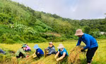 Lan tỏa sắc xanh tình nguyện sau mưa lũ