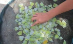 Mùa bướm đặc sản độc lạ ở miền Tây Nghệ An