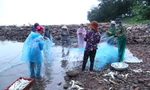 Tung lưới gần bờ, ngư dân trúng đậm cá trích, gỡ mỏi tay