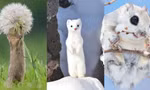 Có quá nhiều "sự cute" ở đây: Sóc yêu hoa, chồn tuyết tinh nghịch khiến ai cũng tan chảy! 