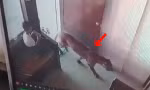 Đang ngồi trong phòng thì một con báo đi vào, bé trai 12 tuổi có phản ứng đáng nể