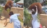 Video thu hút 50 triệu lượt xem: Cô gái 17 tuổi tay không đánh gấu để bảo vệ cún cưng