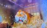 Chú hổ bị sốc khi được thả về rừng, vẻ mặt khiến dân mạng "cười xỉu", bình luận rất hài
