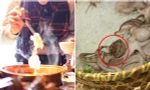 Suýt ăn phải bạch tuộc cực độc trong nhà hàng, may được dân mạng cản lại kịp
