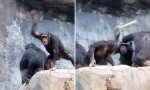 Trung Quốc: Vượn con ném đá vào khách tham quan, ai ngờ bị vượn mẹ cầm cành cây cho ăn đòn