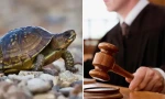 Trung Quốc: Con rùa từ trên cao rơi vào đầu em bé, người chủ phải đền hơn 4 tỷ