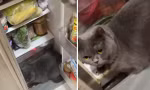 Ngạc nhiên vì thấy cửa tủ lạnh tự mở giữa đêm, nguyên nhân quá đỗi bất ngờ