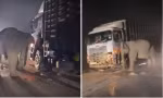Voi con thiệt mạng khi sang đường, hành động của voi mẹ khiến ai cũng thương