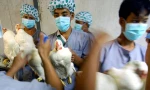 Virus cúm gia cầm H5N1 có dấu hiệu biến đổi, chuyên gia cảnh báo về đại dịch