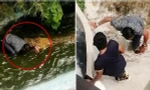 Tưởng cá sấu là “đồ giả” nên lại gần chụp ảnh, một du khách Philippines bị cá sấu tấn công