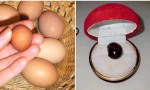Quả trứng luộc bị bỏ quên suốt 20 năm bất ngờ trở thành "viên ngọc" đắt giá