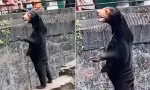 Chú gấu trong sở thú ở Trung Quốc bị dân mạng nghi là do người đóng giả 