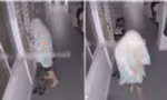 Hết chịu nổi khi hàng xóm trùm ga giường giả vờ làm ma, một người Singapore phải kêu cứu