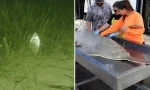 Nhiều loài cá có hành vi lạ, tự xoay tròn như lốc xoáy: Chúng báo hiệu điều gì?