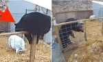 Gấu nhảy vào chuồng heo định tìm bữa tối, ai ngờ bị hai chú heo tấn công, phải bỏ chạy
