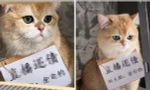 Chú mèo bật bếp làm cháy nhà, bị cô chủ bắt “lao động” trên mạng kiếm tiền đền bù