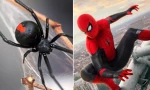 Bé trai 8 tuổi cho nhện Góa Phụ Đen cắn vì muốn thành Người Nhện, tình trạng ra sao?