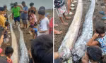 Động đất ở Philippines 1 ngày sau khi "cá tận thế" xuất hiện, liệu có liên quan?