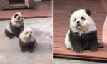 Sở thú ở Trung Quốc thừa nhận “biến hình” chó thành gấu trúc, giải thích thế nào?
