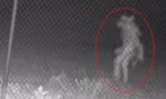 Mỹ: Camera ghi được hình ảnh sinh vật bí ẩn lúc 1h sáng, dân mạng phản ứng ra sao?