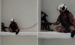 Chú chó hờn dỗi ngồi ở rìa tường tầng 7, đội cứu hộ đến dỗ dành còn vênh mặt quay đi