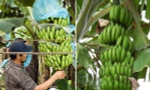 Đỡ buồng chuối nặng nên bị ngã, một người ở Úc đi kiện, được bồi thường số tiền khổng lồ