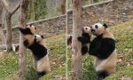 Gấu trúc mẹ không rời cái cây vì muốn cố đỡ gấu con, netizen xúc động vì tình mẫu tử