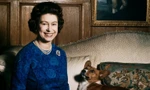 Bầy Corgi của Nữ hoàng Elizabeth thì nổi tiếng quá rồi, nhưng có những điều bạn chưa biết