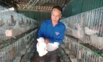 Thanh niên người Mông khởi nghiệp thành công nhờ nuôi bồ câu
