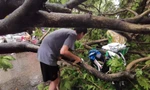 Hà Nội mưa to gió lớn, cây xanh bật gốc đổ trúng xe máy, ô tô
