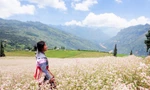 Du khách mê mẩn 'thảo nguyên Thụy Sĩ giữa lòng Hà Giang'