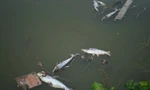 Mỗi ngày hàng trăm kg cá nổi chết trắng ao, nông dân lo 'mất' Tết