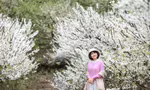Giới trẻ 'phủ trắng' mạng xã hội với hình ảnh hoa mận Mộc Châu
