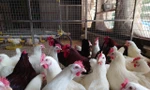 Hòa Phát cung cấp giống gà đẻ trứng hồng mang lại giá trị kinh tế cao