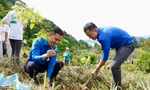 70 ngày và hành trình phủ xanh hơn 27 hecta rừng của Vietnam Airlines