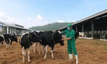 Vinamilk nhập khẩu hơn 2.100 bò sữa HF thuần chủng từ Mỹ về trang trại mới tại Quảng Ngãi
