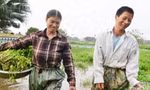 Bố mẹ nhiều bệnh tật, con nỗ lực đạt học sinh giỏi quốc gia