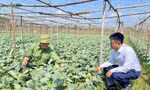 Quảng Ninh: Thị xã Quảng Yên khẳng định tốc độ tăng trưởng, hoàn thành sớm kế hoạch thu ngân sách