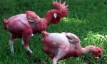 Tranh cãi về giống gà 'khỏa thân' độc, lạ do Israel lai tạo