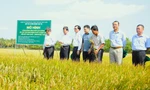 Lực lượng có vai trò ‘đặc biệt’ trong thực hiện đề án 1 triệu ha lúa chất lượng cao