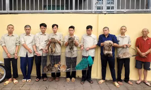 Mang súng điện, hơi cay đi 'săn' mèo, nhóm thanh niên sa lưới