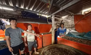 Ngâm ốc bằng 'thủy tinh lỏng': Đẹp mắt nhưng độc hại khôn lường