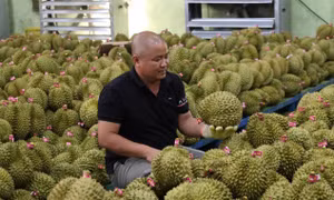 Ông Lê Văn Thành chia sẻ hành trình đòi lại mã số vùng trồng