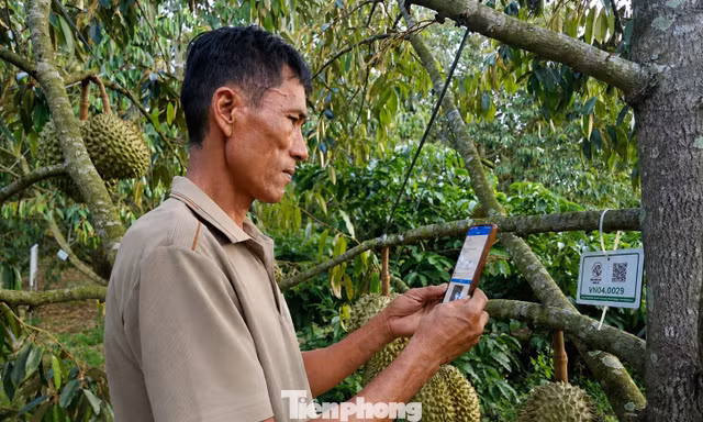 Tiết lộ về 'tờ giấy quyền lực' xuất khẩu sầu riêng 