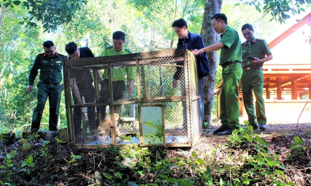 Giải cứu khỉ đuôi lợn mắc lưới cước ở Đắk Lắk