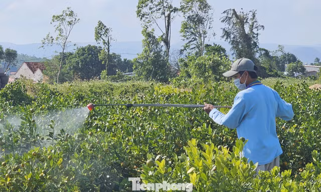‘Canh bạc’ khó lường ở làng hoa Đắk Lắk vừa bị bão lũ quật tả tơi