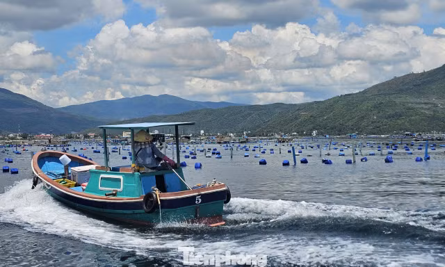 Lồng bè ken đặc ở ‘thủ phủ’ tôm hùm