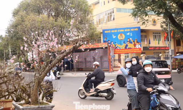 Ngợp sắc xuân với muôn loài 'kỳ hoa, dị thảo' ở Đắk Lắk